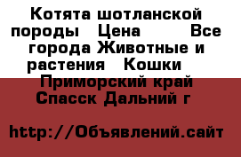 Котята шотланской породы › Цена ­ 40 - Все города Животные и растения » Кошки   . Приморский край,Спасск-Дальний г.